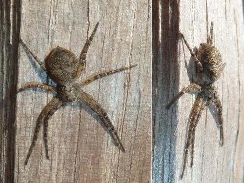 Réf. 322 703 : Philodromus sp.