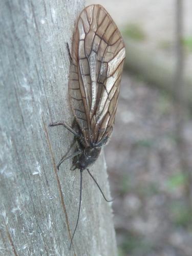 Sialis sp.