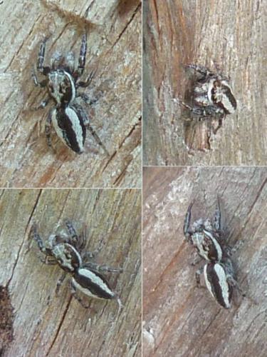 Pseudicius encarpatus