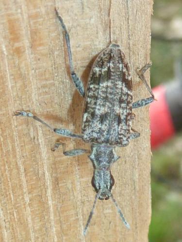 Réf. 322 338 : Rhagium inquisitor