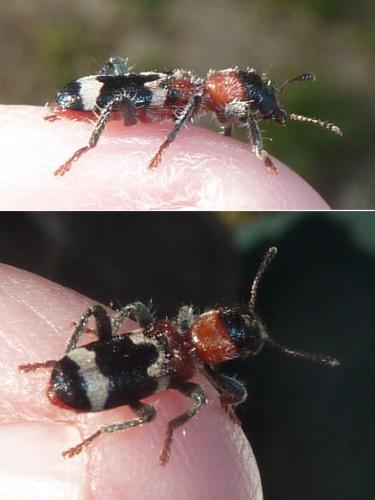 Réf. 322 345 : Thanasimus formicarius
