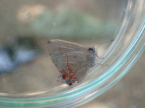 Calycopis sp.