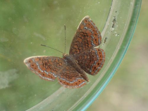 Calephelis sp.