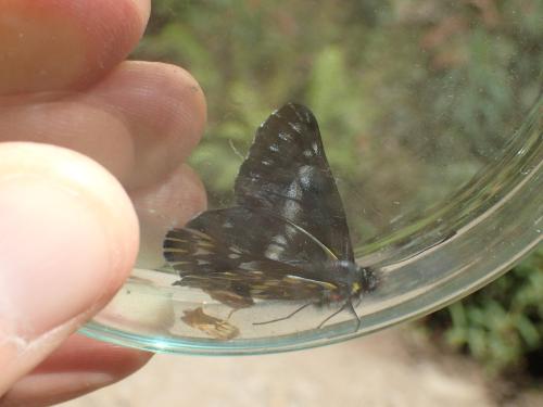 Archonias teutila