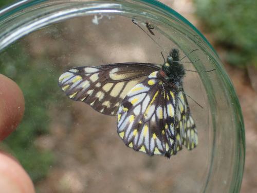 Catasticta theresa