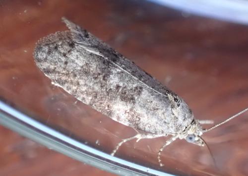 Réf. 322 399 : Cnephasia communana