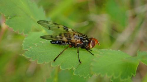 Otites porcus