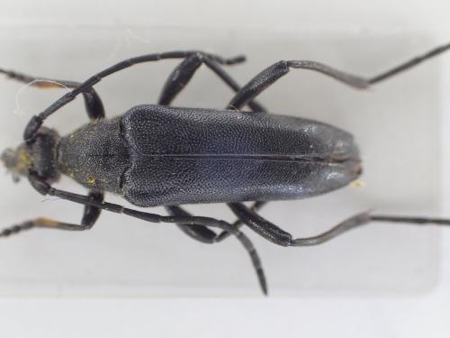 Réf. 322 398 : Nustera distigma