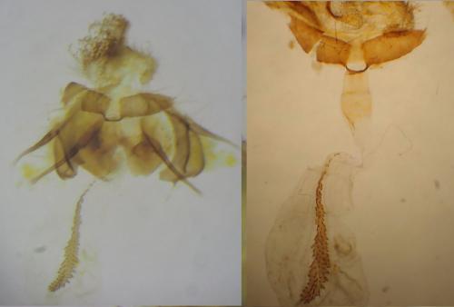 Réf. 322 400 : Cnephasia communana