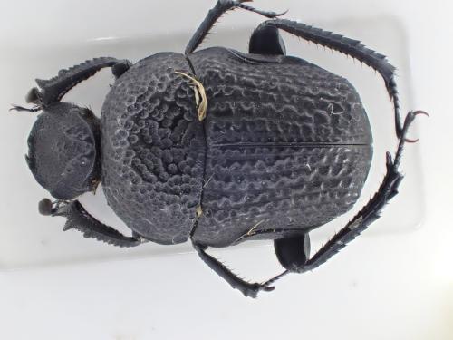 Gymnopleurus flagellatus