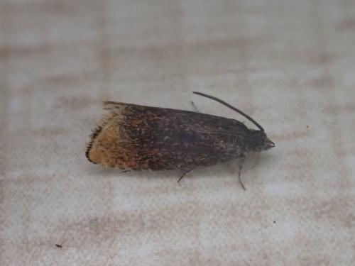 Réf. 322 778 : Pammene rhediella