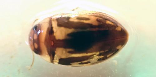 Platambus maculatus