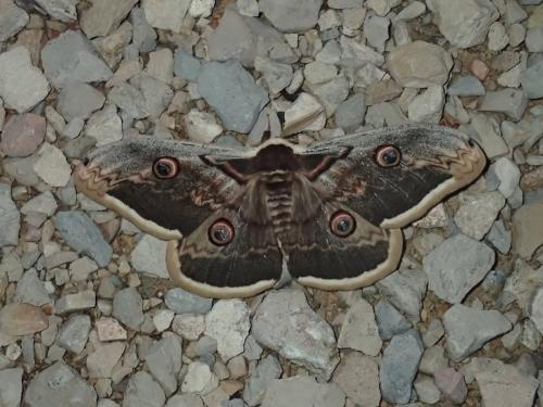 Réf. 322 768 : Saturnia pyri