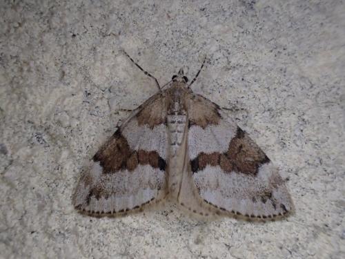 Réf. 322 794 : Thera obeliscata