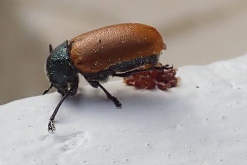 Réf. 322 780 : Labidostomis sp.