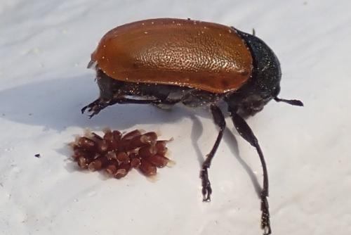 Réf. 322 793 : Labidostomis sp.