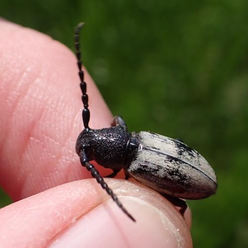 Iberodorcadion fuliginator
