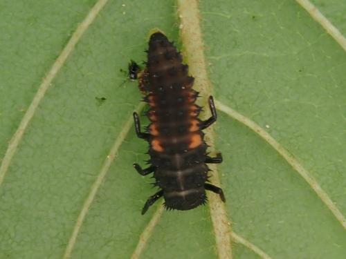 Harmonia sp.