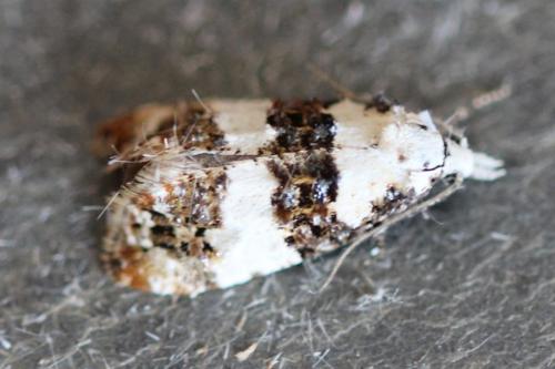 Réf. 322 728 : Phtheochroa duponchelana