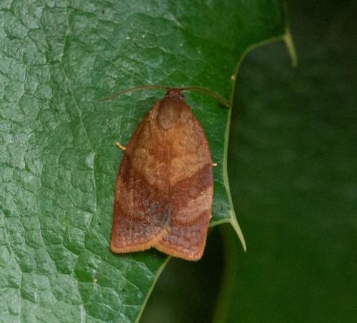 Réf. 322 334 : Cacoecimorpha pronubana