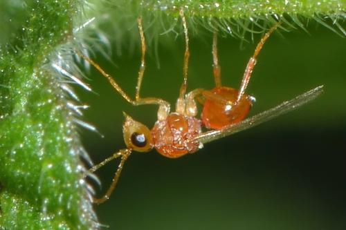 Phaenoglyphis sp.