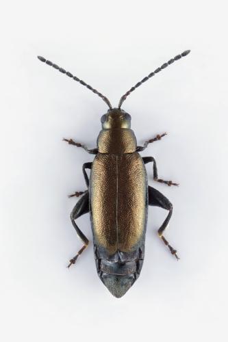 Réf. 322 161 : Phyllotreta procera