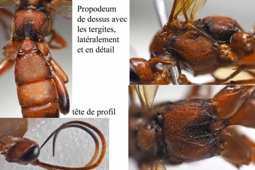 Réf. 322 712 : Lymantrichneumon disparis