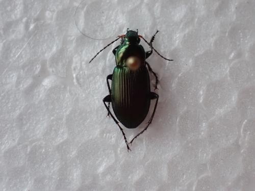 Poecilus cupreus
