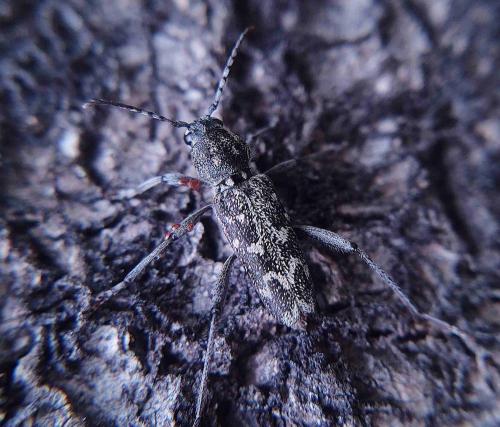 Réf. 322 322 : Xylotrechus rusticus