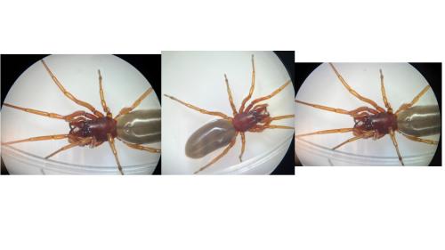 Dysdera sp.
