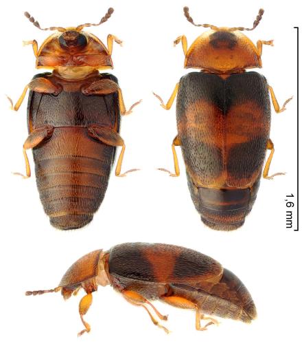 Arthrolips fasciata