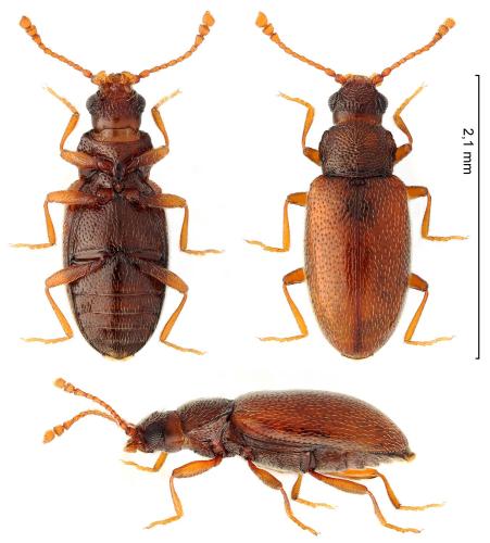 Réf. 322 878 : Paramecosoma melanocephalum