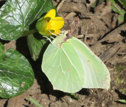Gonepteryx sp.