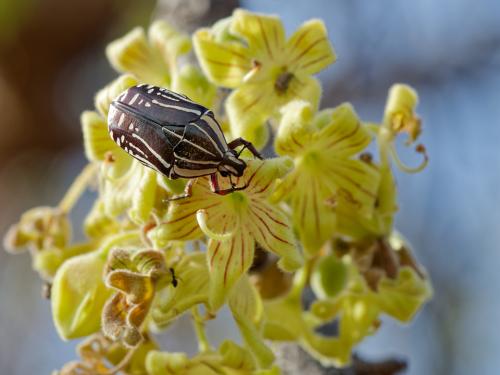 Rhabdotis sobrina