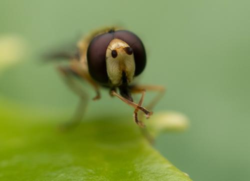 Réf. 322 332 : Eupeodes sp.