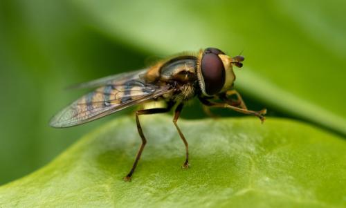Réf. 322 325 : Eupeodes sp.