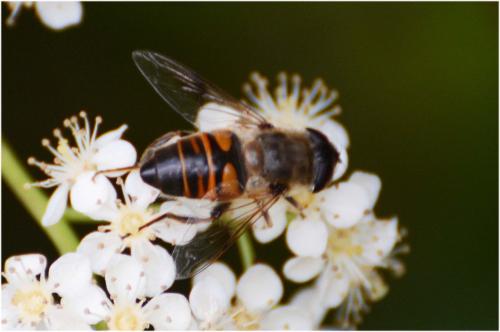 Eristalis tenax