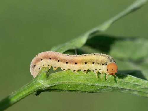 Réf. 322 919 : Sciapteryx costalis