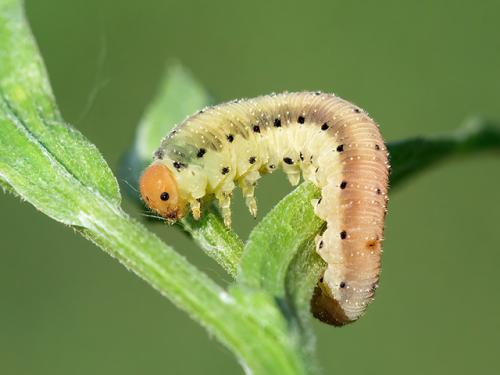 Sciapteryx costalis