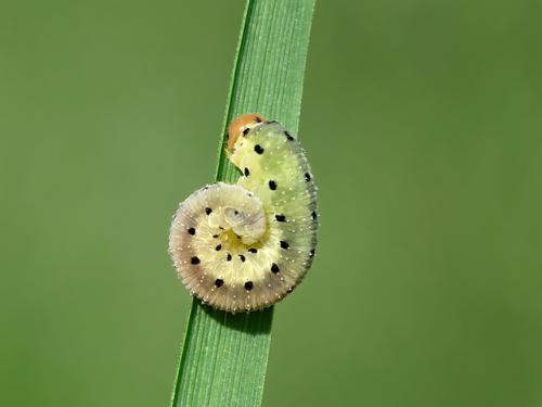 Sciapteryx costalis