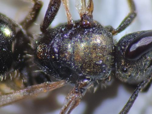 Lasioglossum sp.