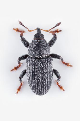 Réf. 322 985 : Tychius tibialis