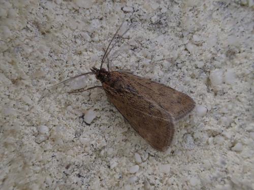 Réf. 322 629 : Pyrausta despicata
