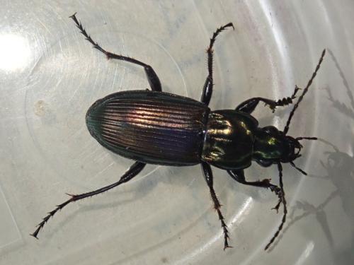 Réf. 322 419 : Poecilus lepidus