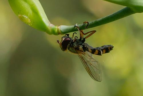 Eupeodes corollae
