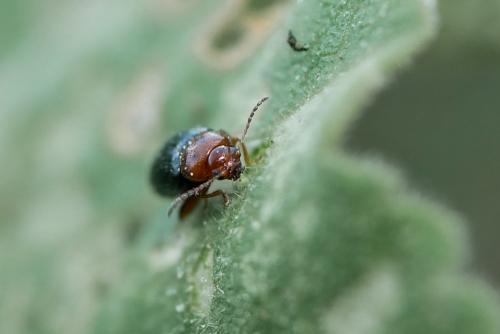 Podagrica menetriesii
