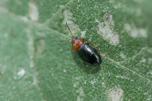 Podagrica menetriesii