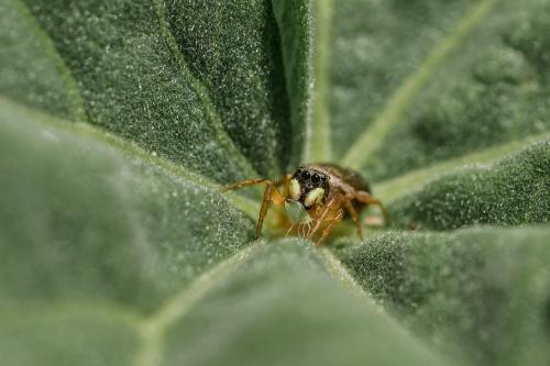 Heliophanus tribulosus