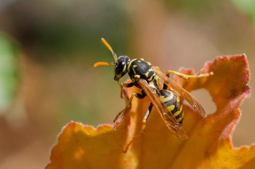Polistes sp.