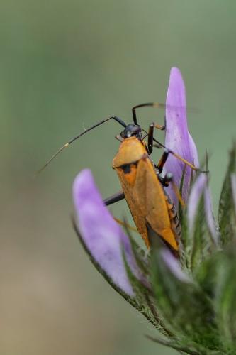 Calocoris nemoralis